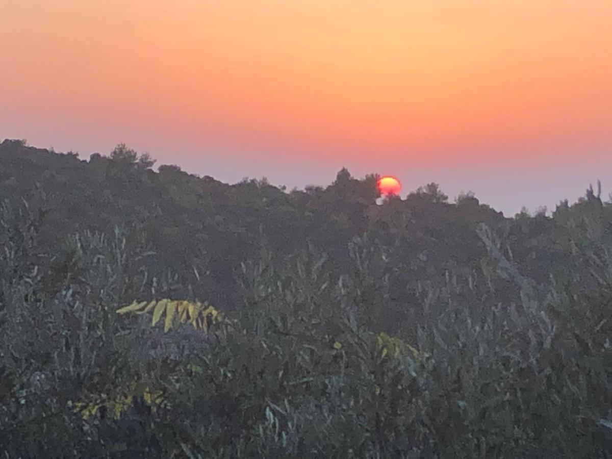 Above The Sea Βίλα Ein Hod Εξωτερικό φωτογραφία
